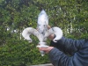 Photo Number 9